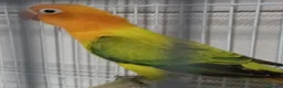 Lovebirds birds for sale: EUWING OPLINE YELLOW FACTOR LOVEBIRDS  - Advert 7