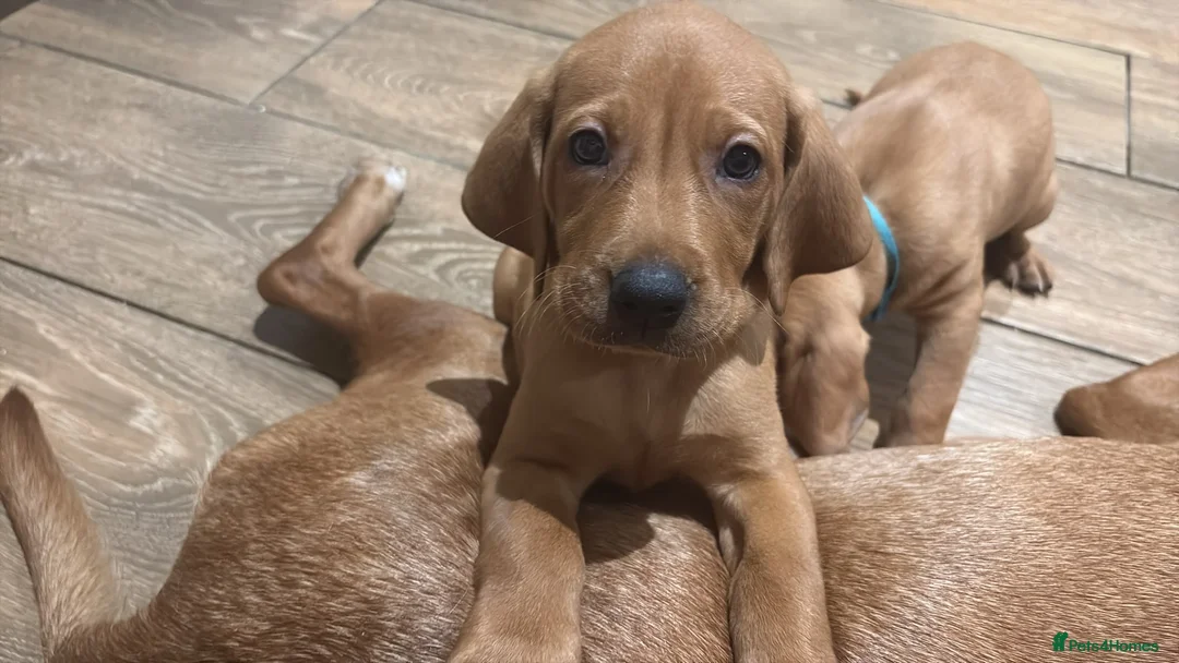 Mixed Breed dogs for sale: Beautiful Vizlador puppies. (Fox Red Lab x Vizsla - Advert 2
