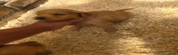 Golden Retriever dogs for sale: Kc registered dark red pups - Advert 9
