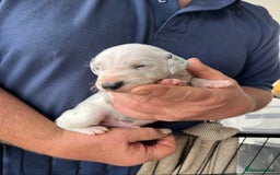 Dalmatian dogs for sale:  Just 2 full hearing puppies by champion parents  - Image 8