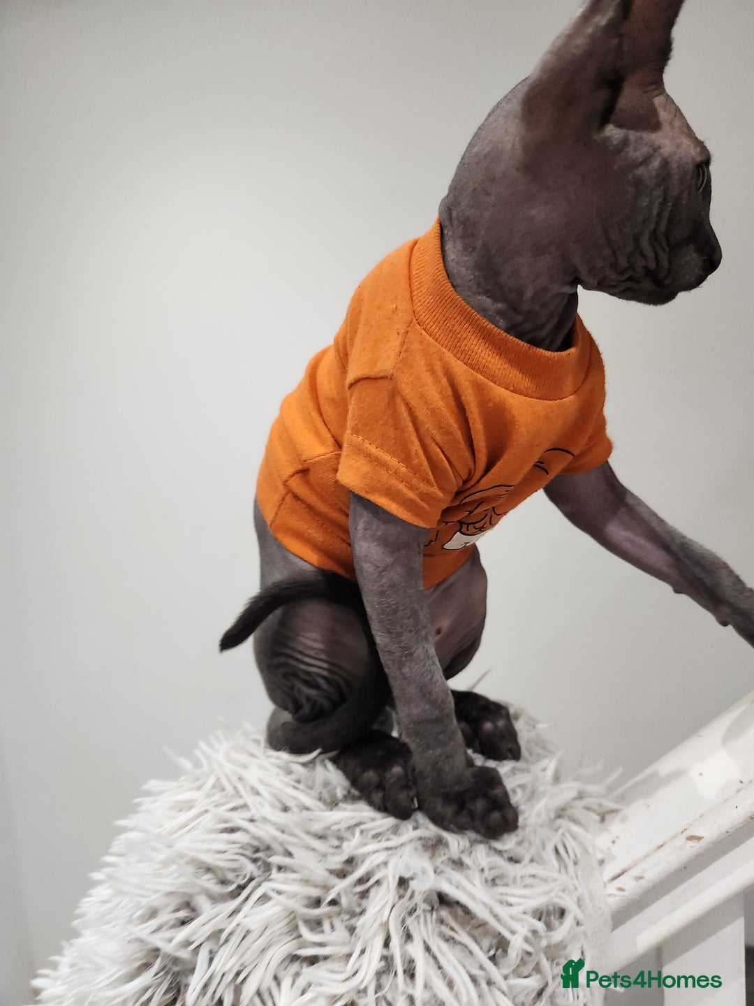 Sphynx cats for sale: 6 Lovely Canadian Sphynx kittens - Image 34