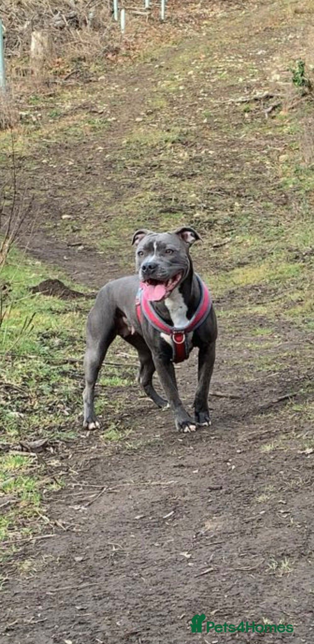 Staffordshire Bull Terrier dogs for sale: Last girl to go.  - Advert 1