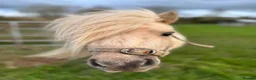 Pig livestock for sale: Registered Miniature Shetland  - Advert 2