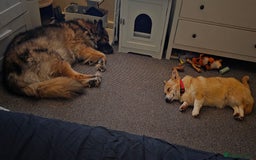 Welsh Corgi Pembroke dogs for sale: Cute socialised corgi - Image 5