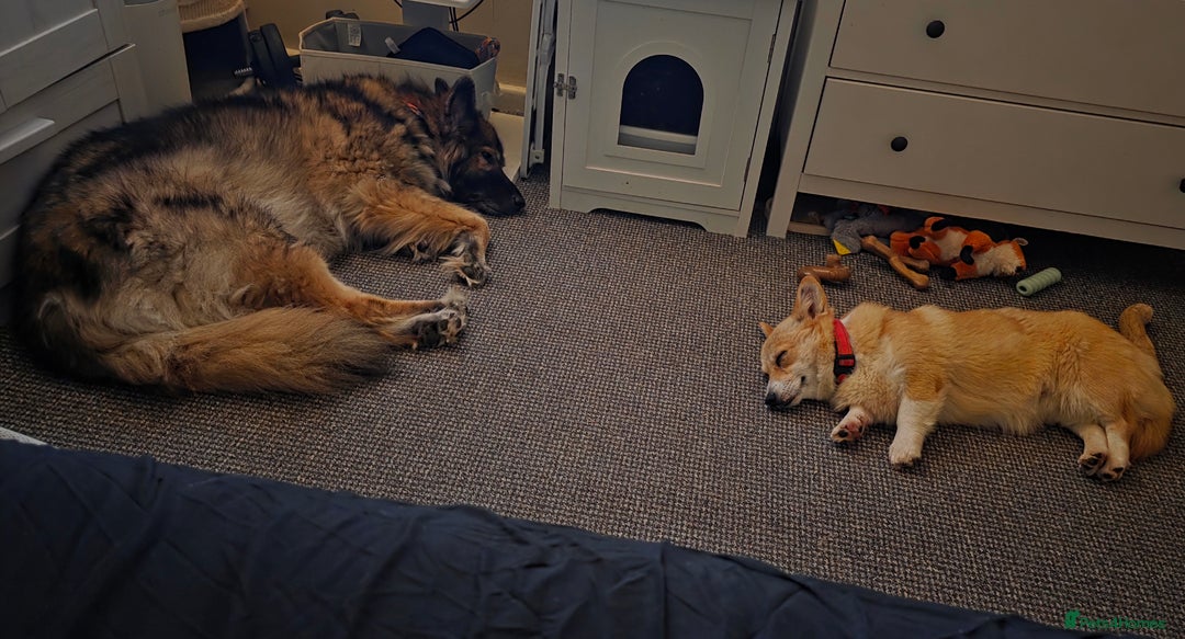 Welsh Corgi Pembroke dogs for sale: Cute socialised corgi - Image 5