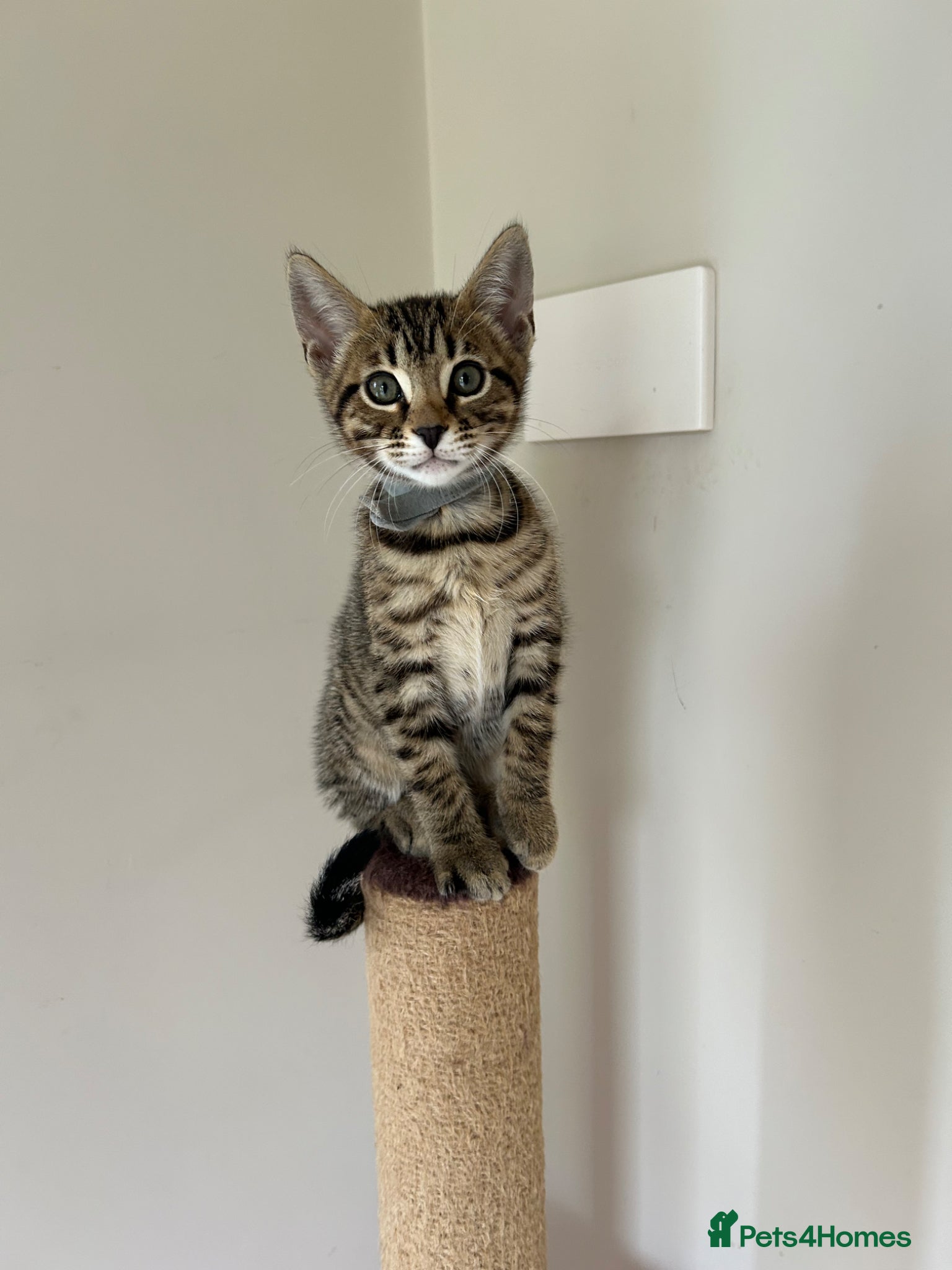 Bengal cats Playful, loving and exceptional pedigree kittens - Advert 2