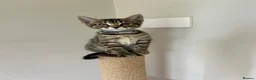 Bengal cats for sale: Playful, loving and exceptional pedigree kittens in Chipping Norton - Advert 2