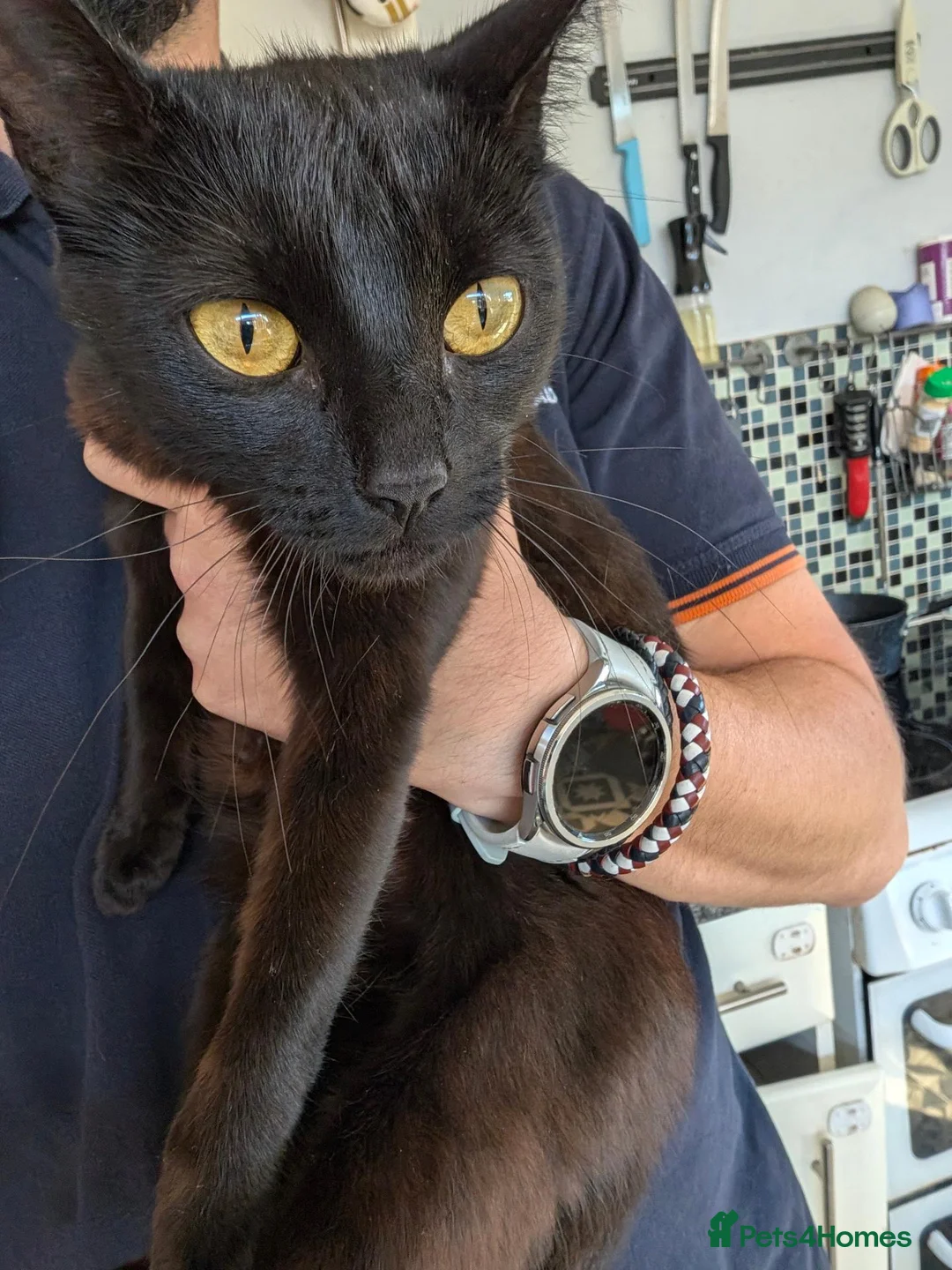 Mixed Breed cats for sale: Black Kittens for Sale - Advert 2