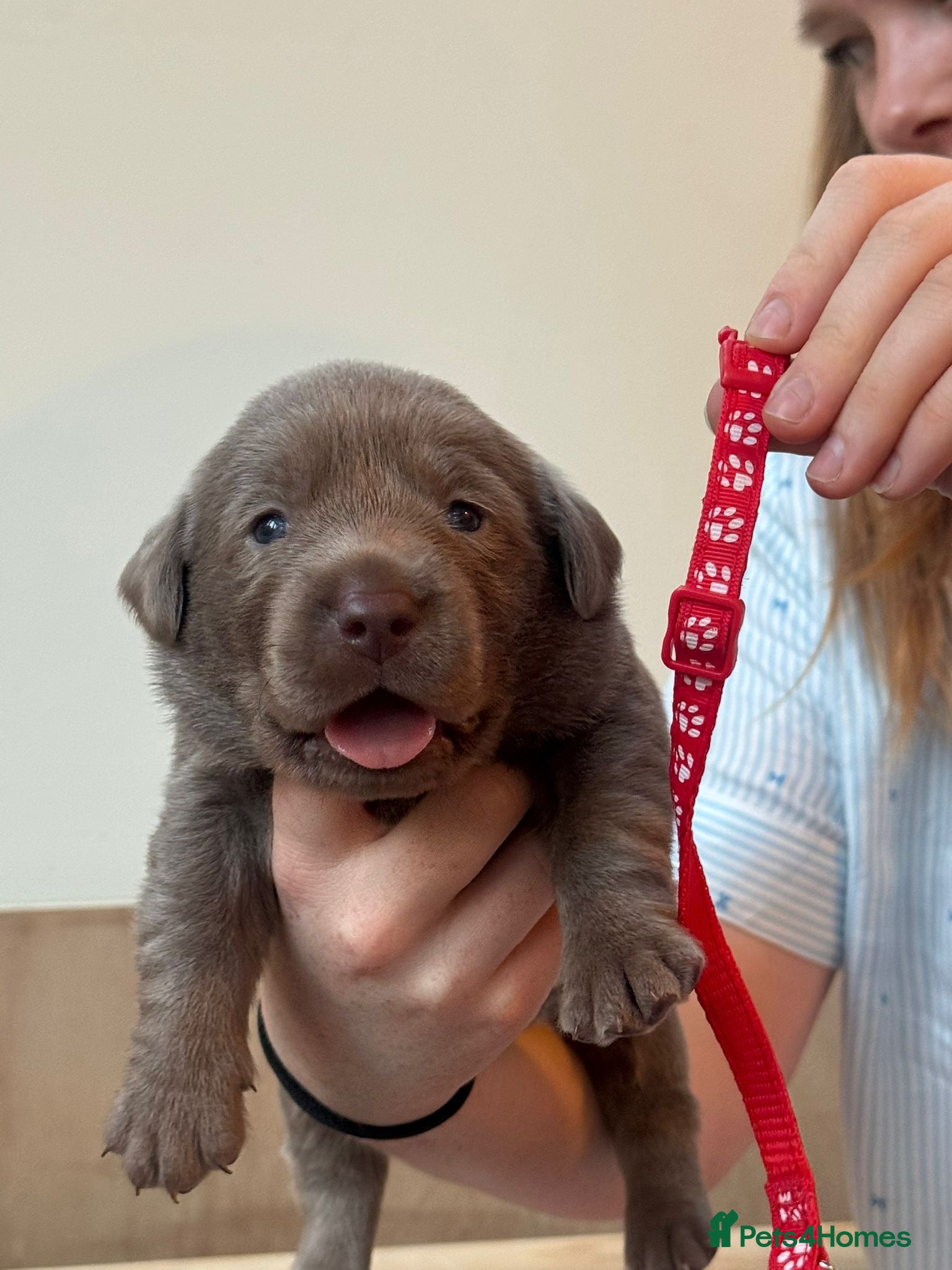 Labrador Retriever dogs 🐾✨ Silver Lab Pups – Little Girl RED left   - Advert 1