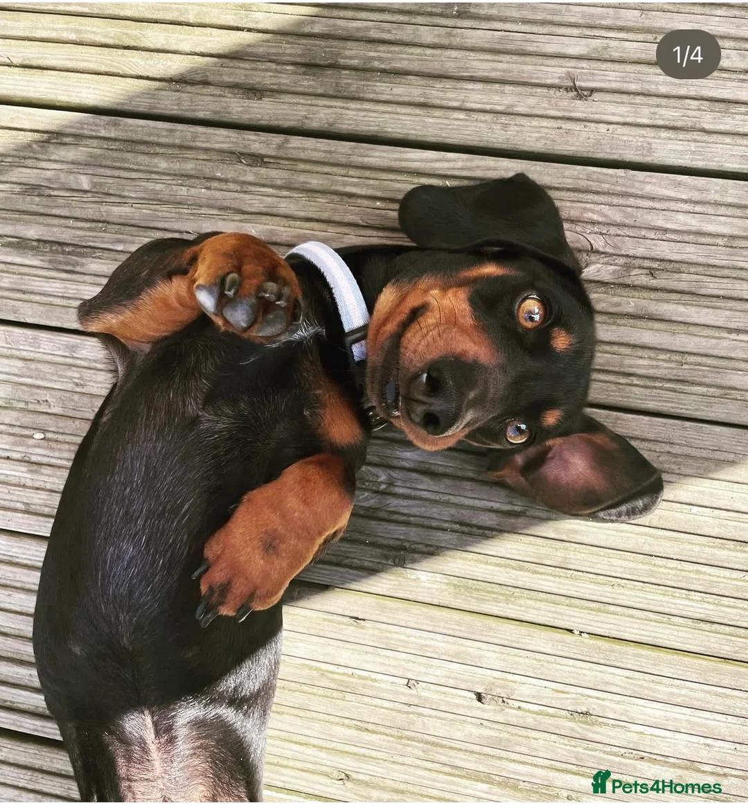 Miniature Dachshund dogs for stud: 🐾 Miniature Dachshund Stud Available 🐾 - Advert 1