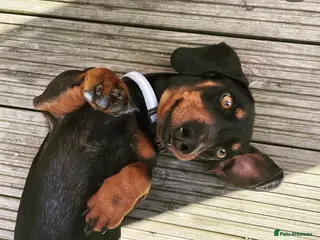 Miniature Dachshund dogs 🐾 Miniature Dachshund Stud Available 🐾 - Advert 18