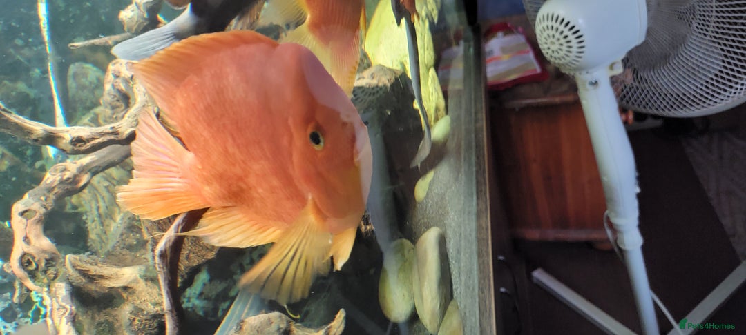 Cichlids fish for sale: Large cichlids and catfish  - Advert 5