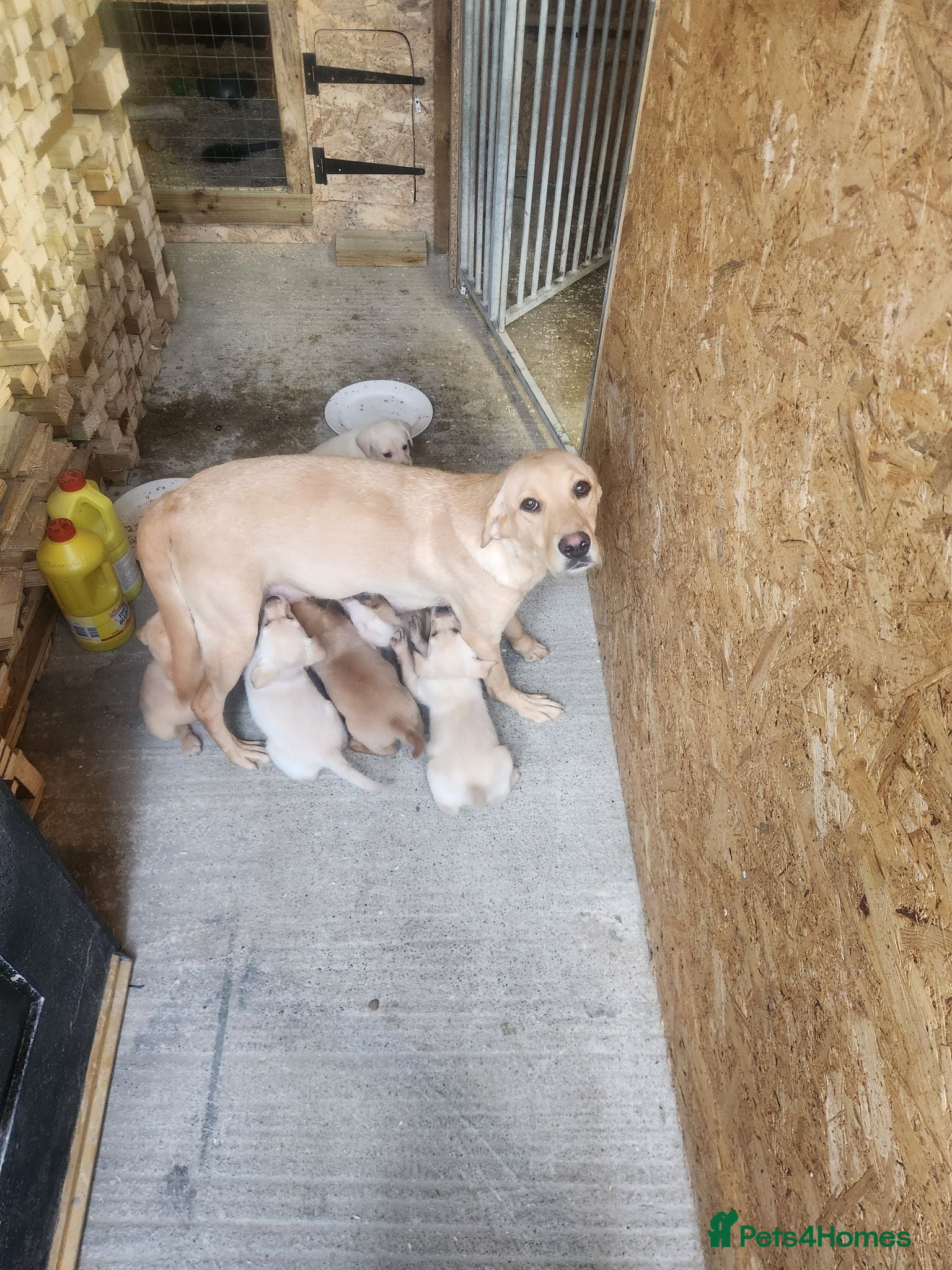 Labrador Retriever dogs Labrador puppies - Advert 1