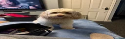 Cockapoo dogs for stud: Mrs Nicola weites in Hartlepool - Advert 1