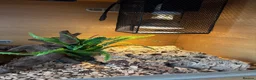 Corn Snake reptiles for sale: Gorgeous Cinder Corn Snake and full set up in Andover - Advert 13
