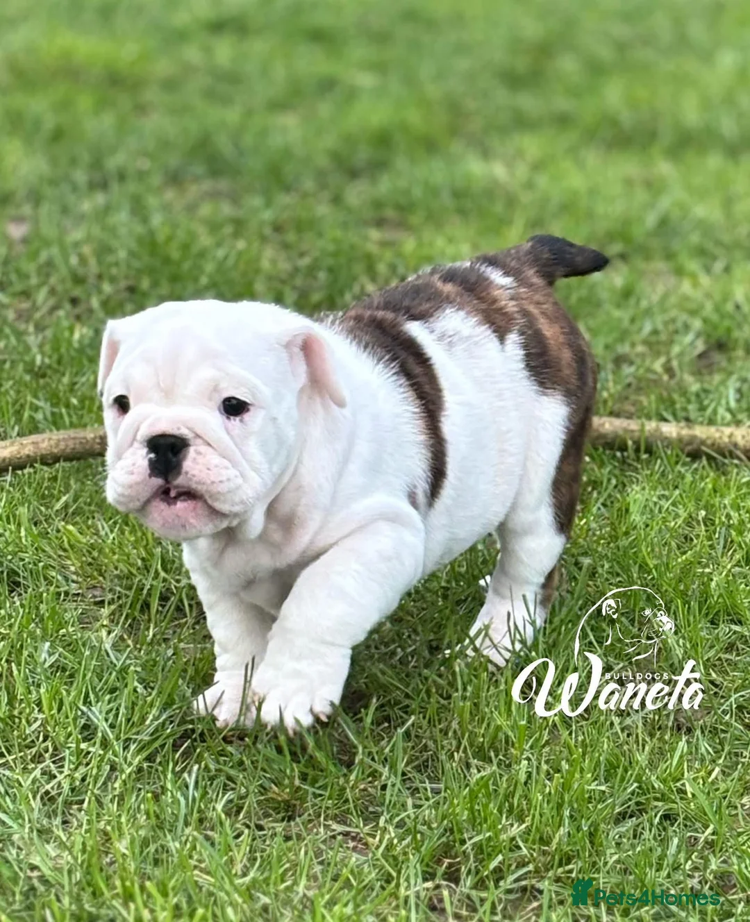 English Bulldog dogs for sale: WHITE AND BRINDLE FEMALE - Advert 4