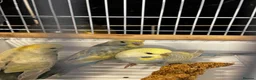 Budgerigars birds for sale: Tamed budgies  - Advert 11
