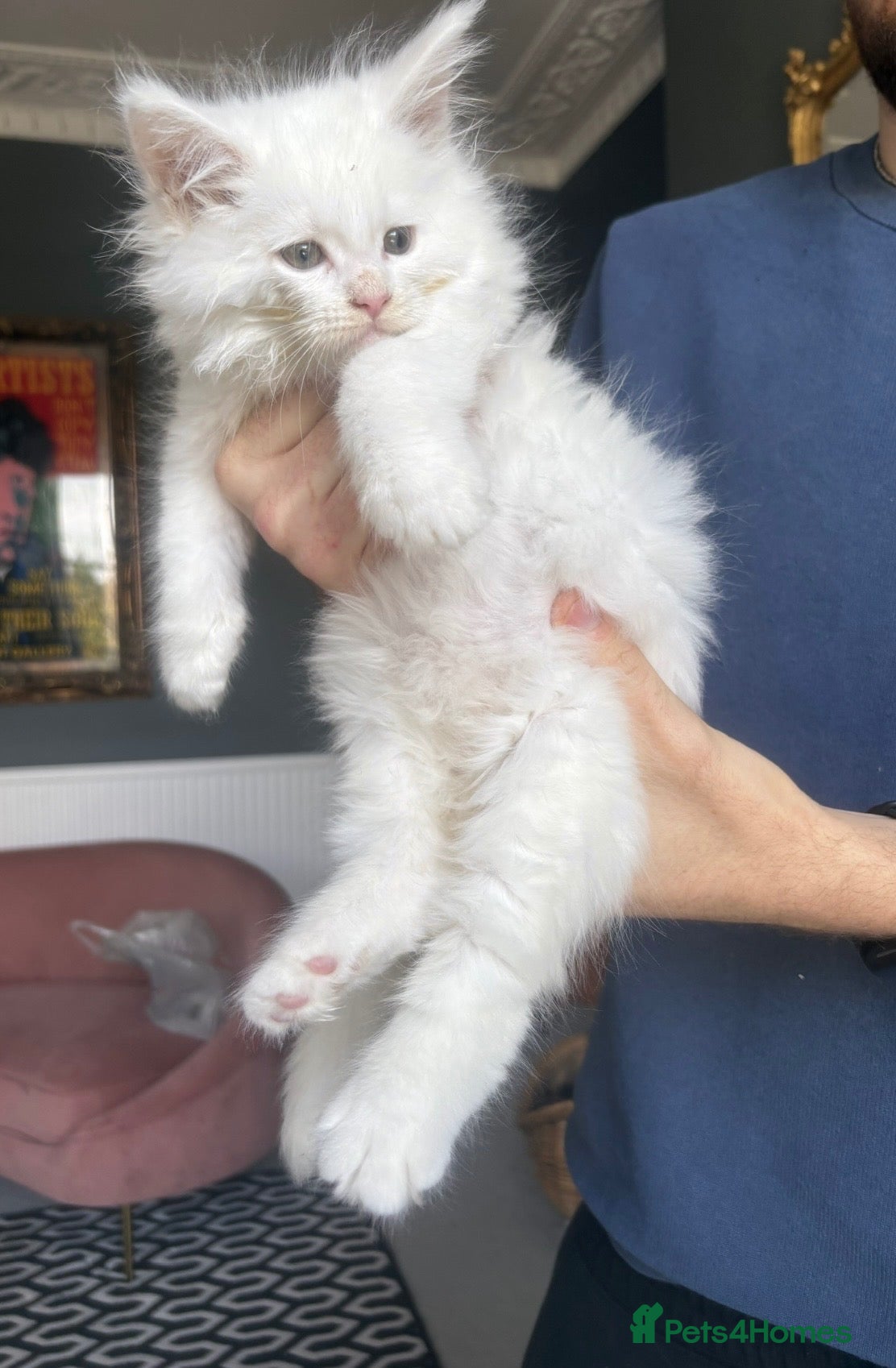 Maine Coon cats XL TICA REG CHUNKY ACTIVE BOYS RED CREAM WHITE - Advert 1