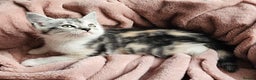 Maine Coon cats for sale: Half Maine Coon kittens - Advert 5