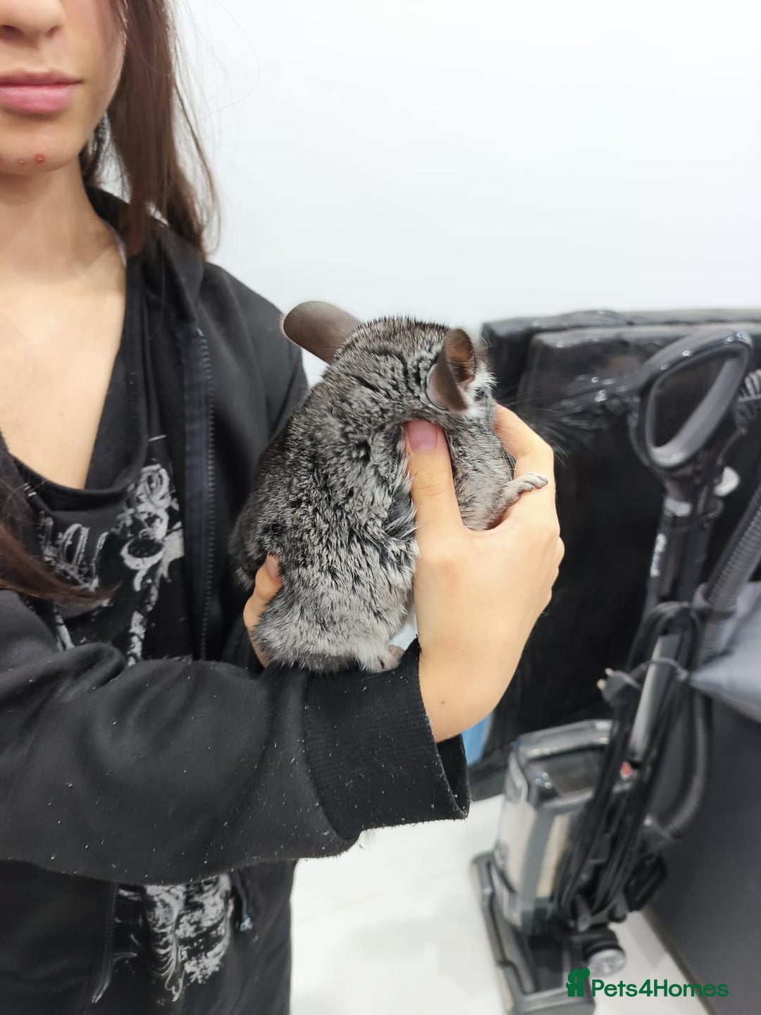 Chinchilla rodents for sale: 🐾Baby Female Chinchillas – Born 14th July 2025🐾 - Image 9