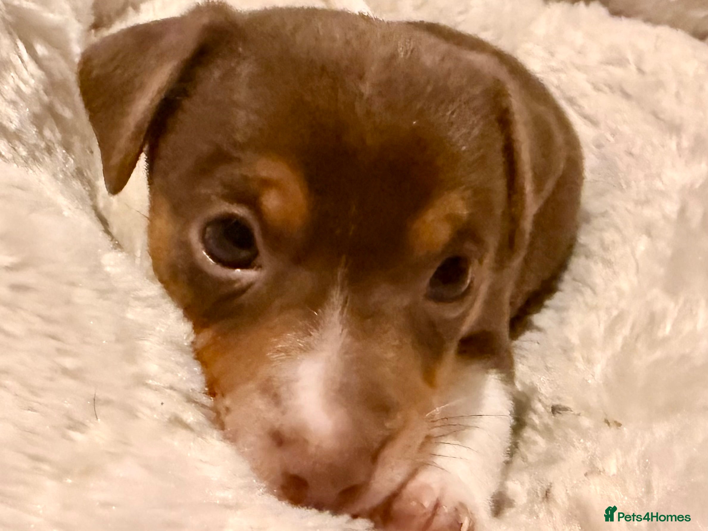 Jack Russell dogs Miniature Jack Russell pups - Advert 2