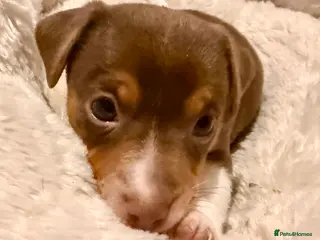 Jack Russell dogs Miniature Jack Russell pups - Advert 2