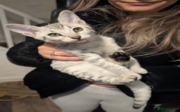 Savannah cats for sale: Savannah F6 kittens *Last one Left* - Image 17