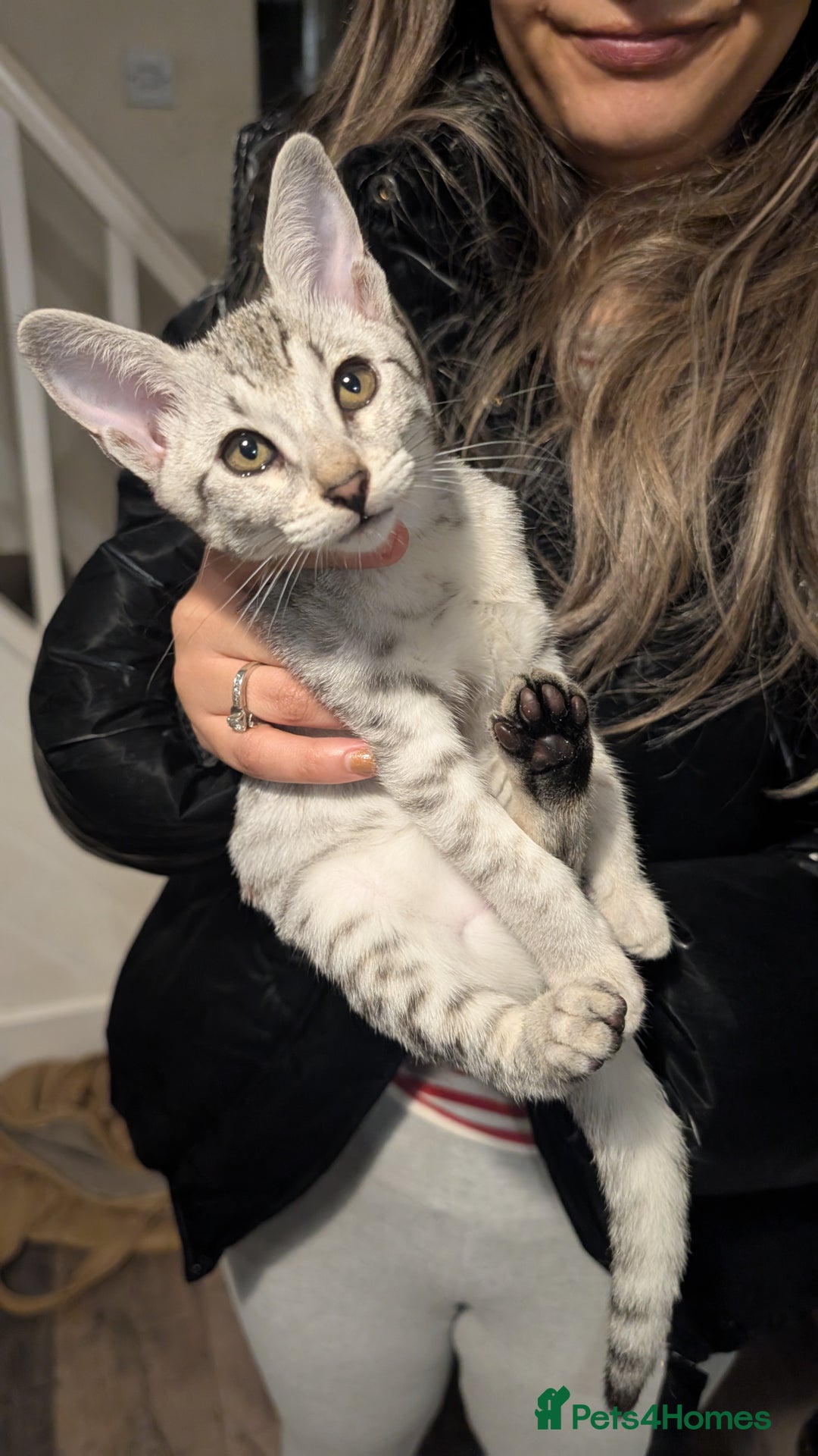 Savannah cats for sale: Savannah F6 kittens *Last one Left* - Image 17