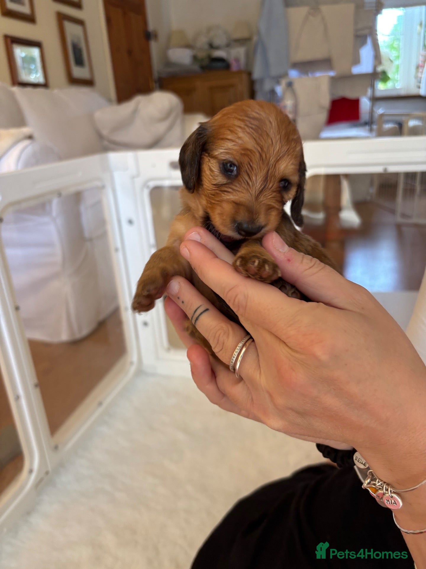 Miniature Dachshund dogs Beautiful Tiny shaded cream girls - Advert 1