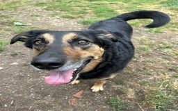 Huntaway dogs for sale: Arlo the Huntaway - Image 6