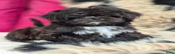 Shih Tzu dogs for sale: Amazing Small Imperial Shih tzu Puppies READY NOW - Advert 9