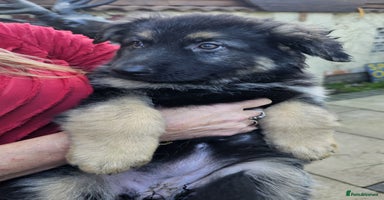German Shepherd dogs - Advert 3