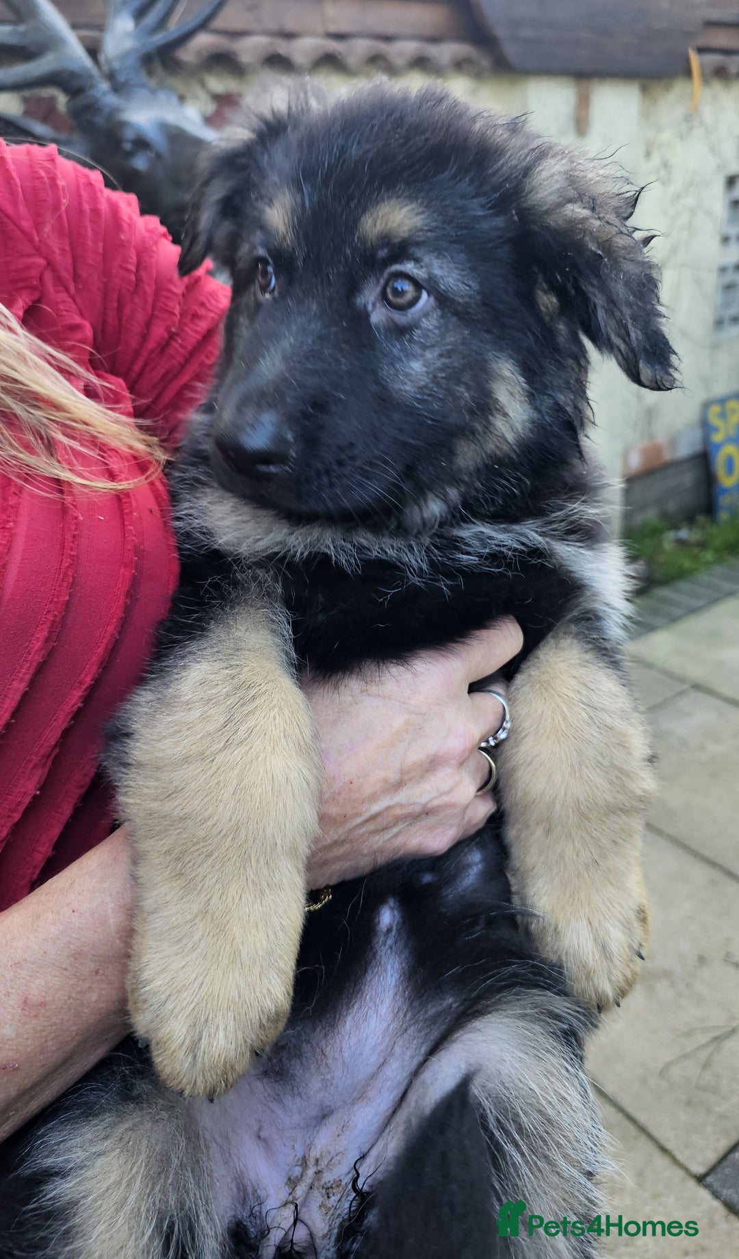 German Shepherd dogs for sale: German Sheperd long hair striaght back - Image 2
