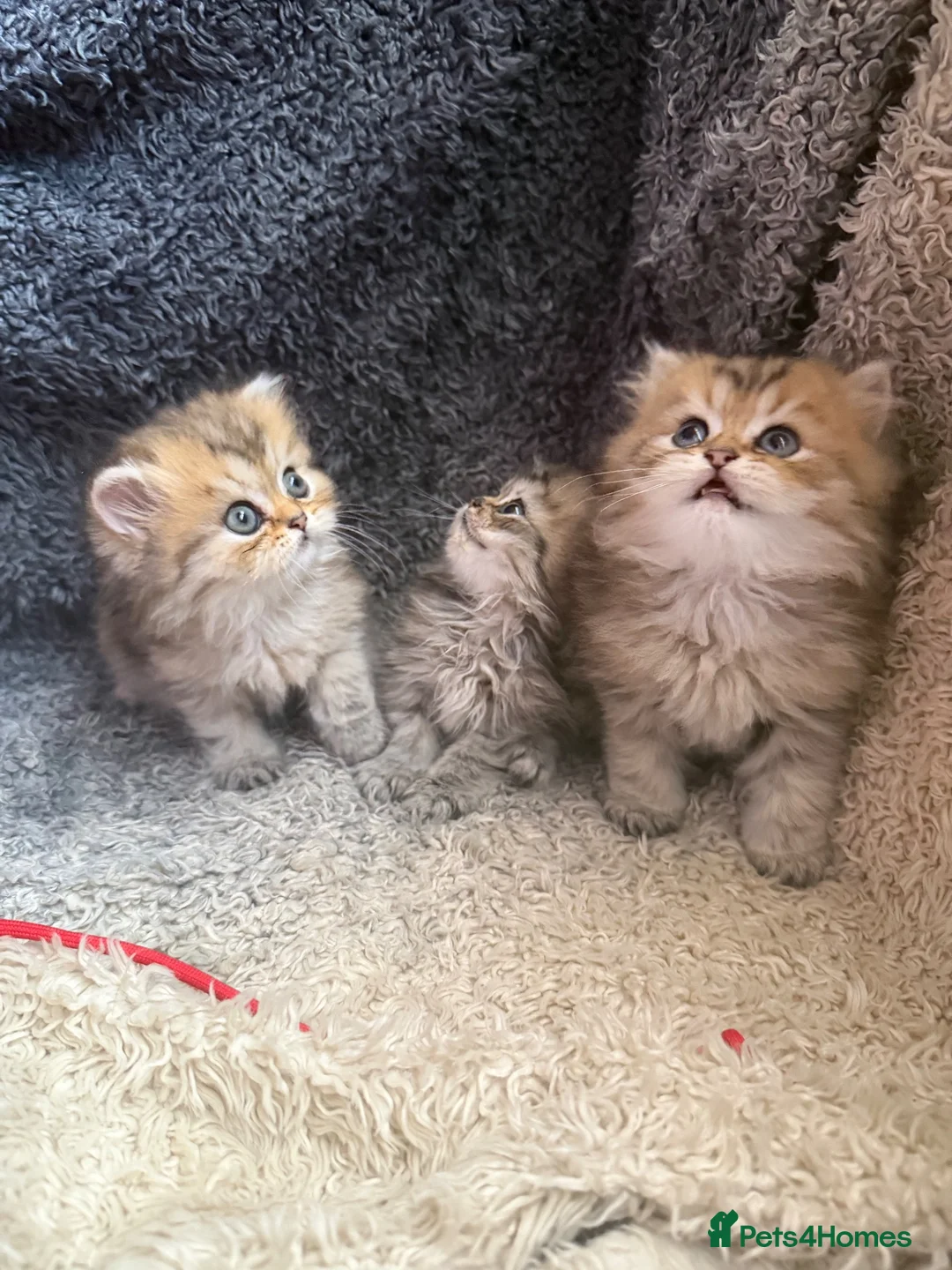 Persian cats for sale: Stunning Golden Shaded Persian Kitten🌟Teddy Bear - Advert 2