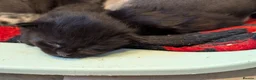 Mixed Breed cats for sale: 3 Handsome Male Kittens  - Advert 15