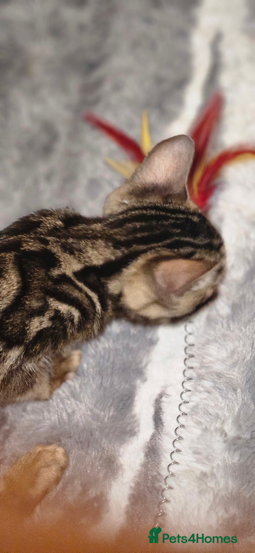 Bengal cats for sale: SHOW QUALITY BABIES  in Andover - Image 13