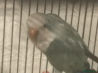 Parrots birds Blue Quaker parrot - Advert 5