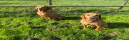 Labrador Retriever dogs for sale: Labrador pups from working lines  - Advert 11