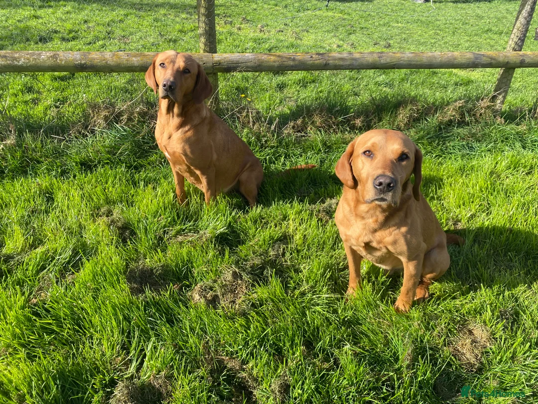 Labrador Retriever dogs for sale: Labrador pups from working lines  - Advert 11