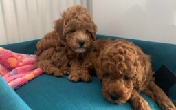 Toy Poodle dogs for sale: Adorable Toy Poodle Pups Looking for Forever Homes - Image 15