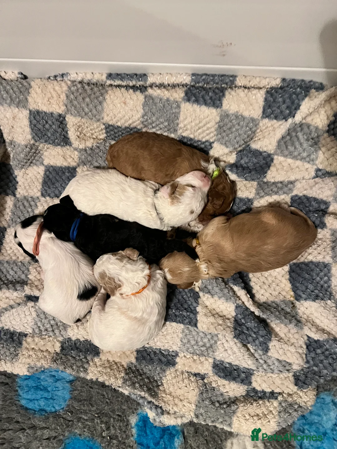 Australian Labradoodle dogs for sale: Australian labradoodle health tested ☺️ in Wellingborough - Advert 2