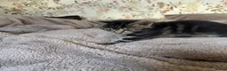 Mixed Breed cats for sale: mixed tabby kittens - Advert 11