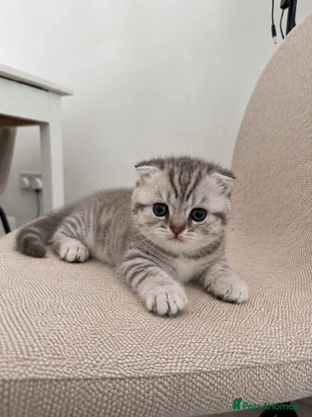 Scottish Fold cats Adorable Scottish kittens for sale🐾 - Advert 1