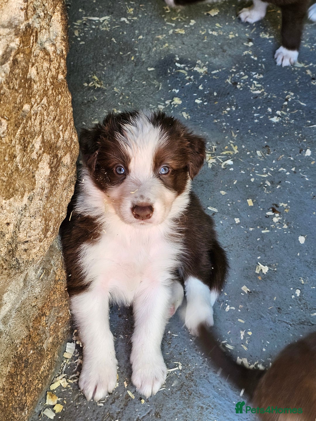 Border Collie dogs for sale: Red/White border collie puppies - Image 6
