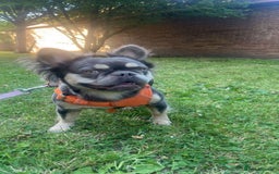 French Bulldog dogs for sale: Fluffy Frenchbulldogs  - Image 1