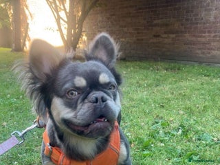 French Bulldog dogs - Advert 3