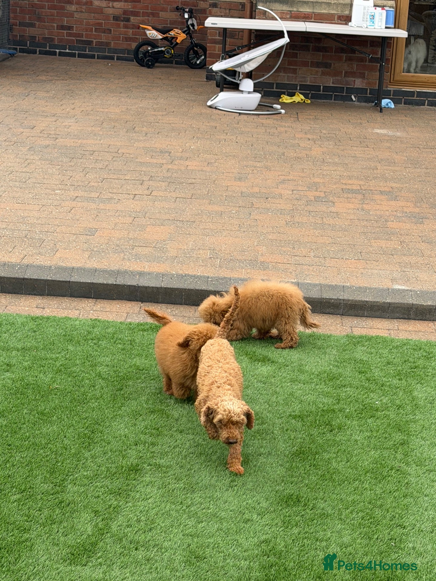 Toy Poodle dogs Toy poodle puppies - Advert 2