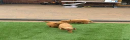 Toy Poodle dogs for sale: Toy poodle puppies - Advert 2