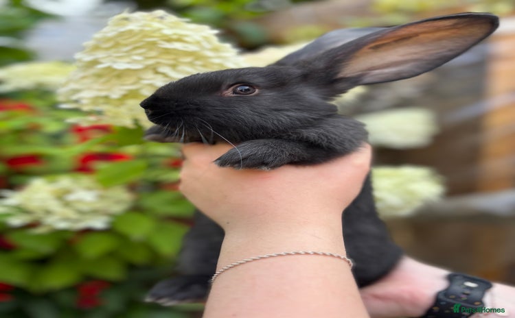 Continental Giant rabbits - Advert 11