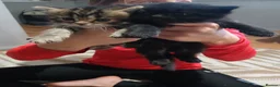 Mixed Breed cats for sale: 6 persuan x kittens in Sittingbourne - Advert 4